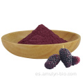 Polvo MulBerry púrpura liofilizado de extracto de fruta